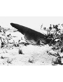 Fake roswell